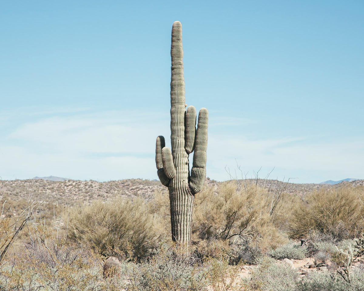 Saguaro Cactus