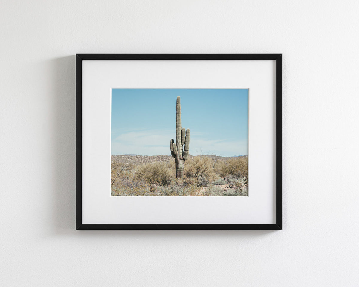 Saguaro Cactus