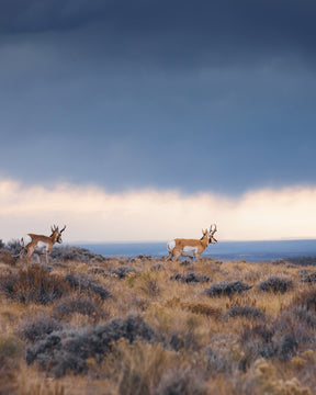 Pronghorn Storm