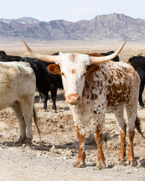 Young Longhorn