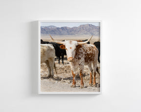 Young Longhorn
