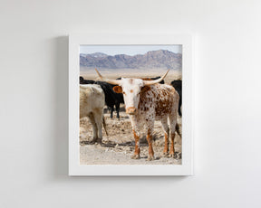 Young Longhorn