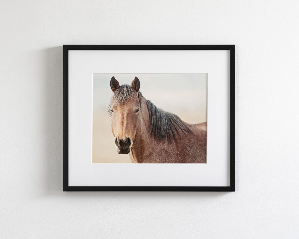 Red Roan Horse Portrait