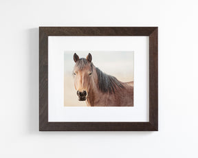 Red Roan Horse Portrait