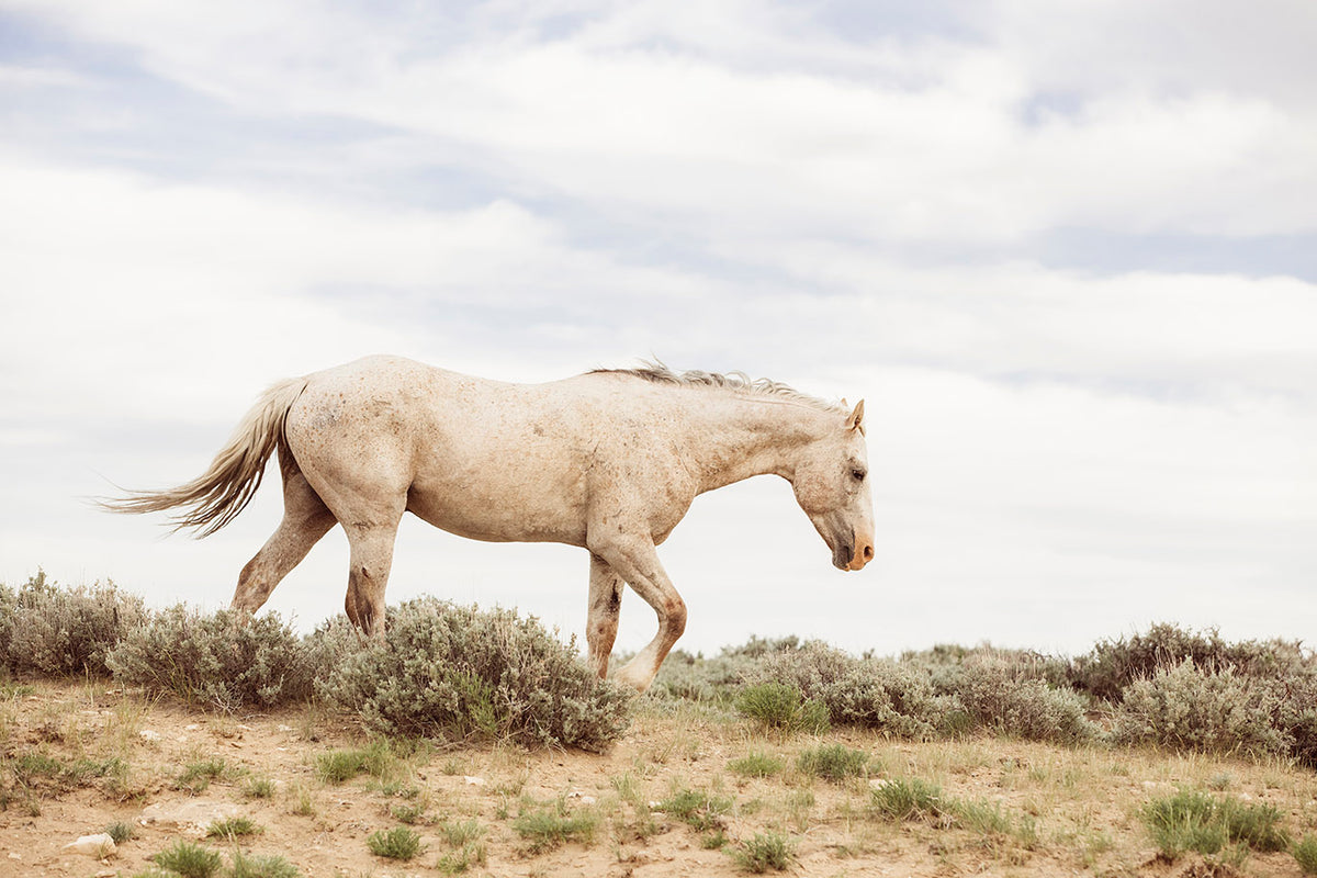 Wander- Wild Stallion