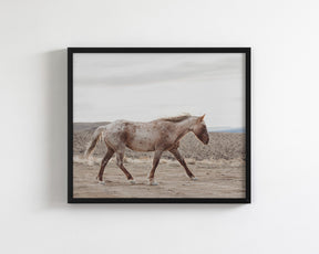 Sandy Roan