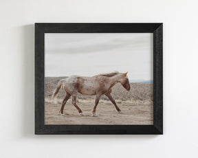 Sandy Roan