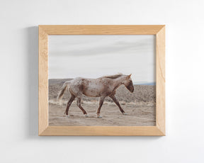 Sandy Roan