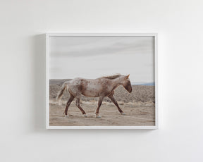 Sandy Roan