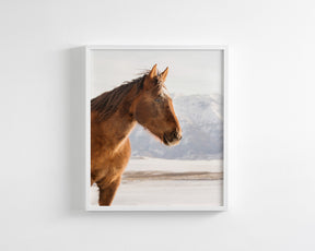Rustic Mountain Horse in Winter
