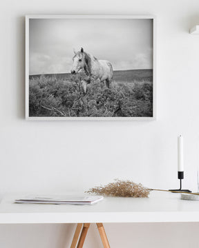 Horse and Sage