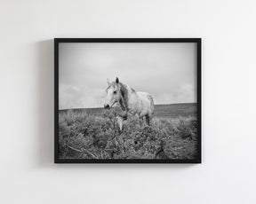 Horse and Sage