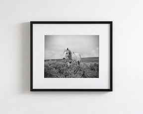 Horse and Sage