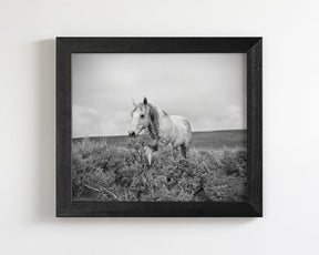 Horse and Sage