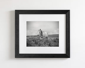 Horse and Sage