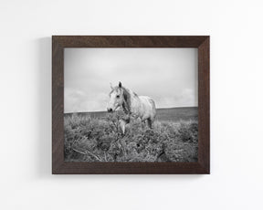 Horse and Sage