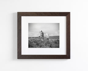 Horse and Sage