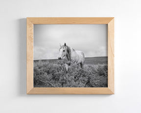 Horse and Sage