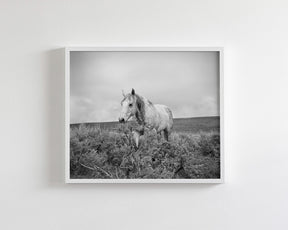 Horse and Sage