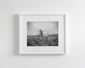 Horse and Sage