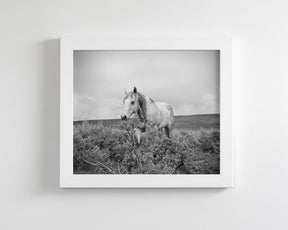Horse and Sage