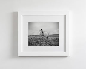 Horse and Sage