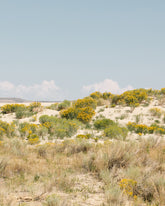 Sandflowers