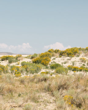 Sandflowers