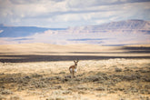 Pronghorn Shadow