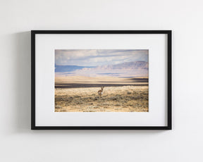 Pronghorn Shadow