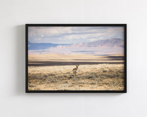 Pronghorn Shadow