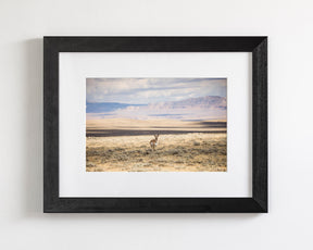 Pronghorn Shadow