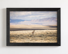Pronghorn Shadow