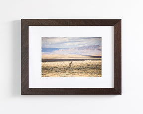 Pronghorn Shadow