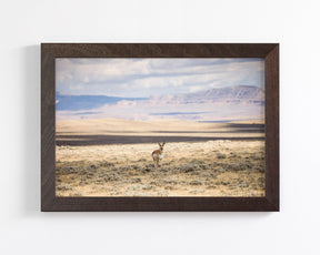 Pronghorn Shadow