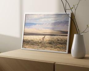 Pronghorn Shadow