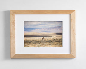 Pronghorn Shadow