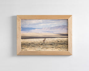 Pronghorn Shadow