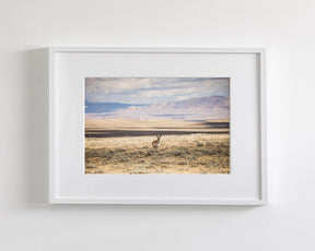 Pronghorn Shadow
