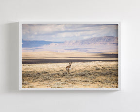 Pronghorn Shadow