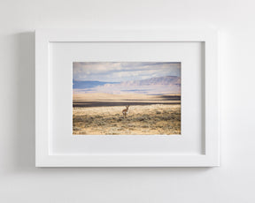 Pronghorn Shadow