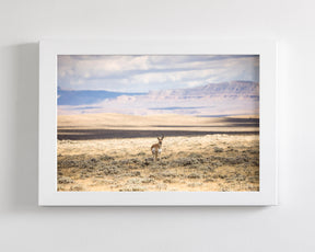 Pronghorn Shadow