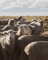 Range Sheep