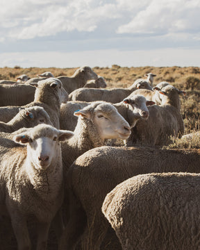 Range Sheep