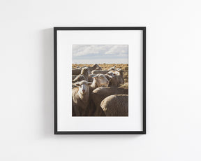 Range Sheep