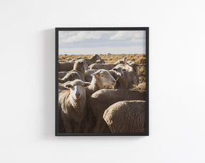 Range Sheep