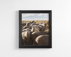 Range Sheep