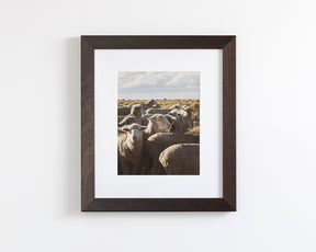 Range Sheep
