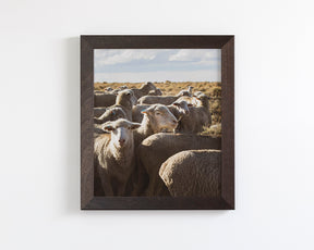Range Sheep
