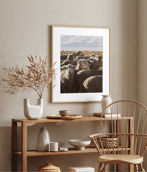 Range Sheep